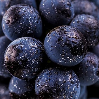 Extrait de pépins de raisin