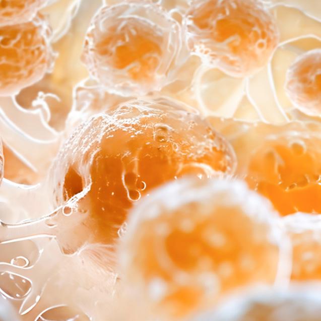 Vitamina B3 (Niacina) – favorisce un normale metabolismo energetico e una pelle sana