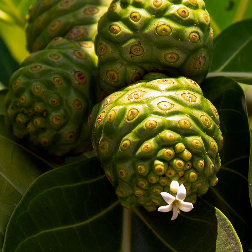 Noni de Tahiti Glicotrol