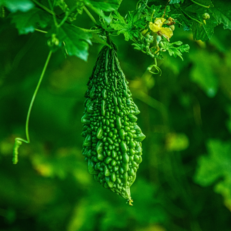 Estratto di melone amaro